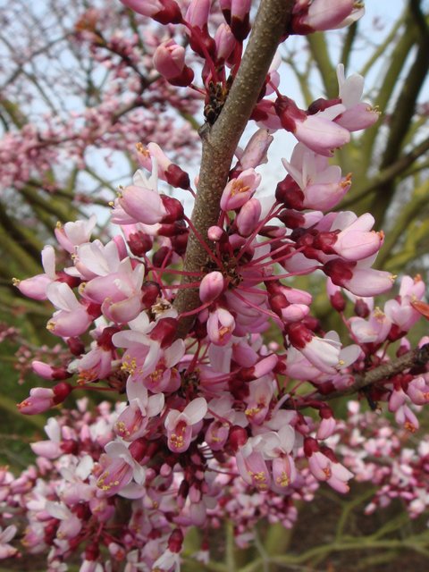 Cercis chinensis forme rose fleur P1B P6